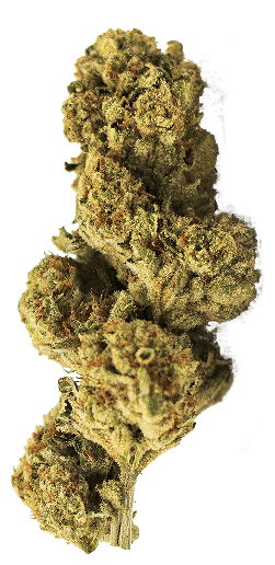 ZOIKS Cannabis Blüte Papaya Bomb